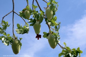 Baobab-fruit-in-tree