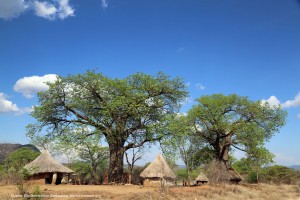 Baobab-trees